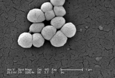 Micrococcus luteus