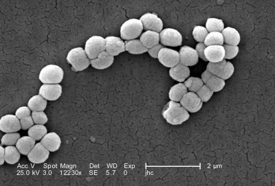 Micrococcus luteus