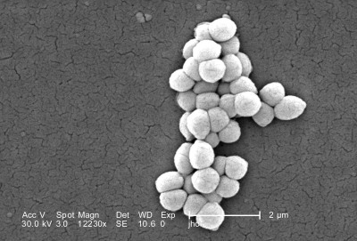 Micrococcus luteus