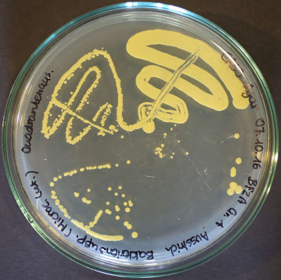 Micrococcus luteus Growth on Trypticase Soy Agar