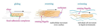 Types of Bacterial Locomotion