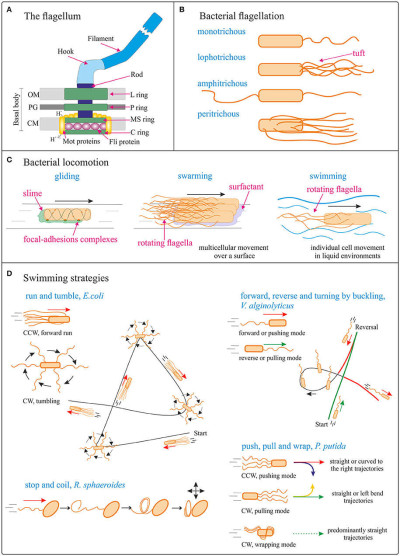 Bacterial Locomotion