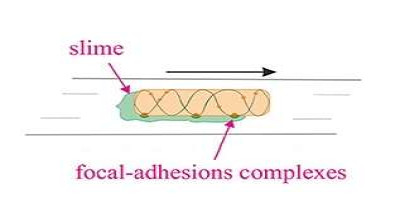 Bacterial Gliding