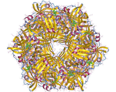 Legionella pneumophila