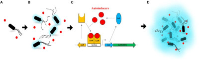 Activation of the Lux Operon in Aliivibrio fischeri