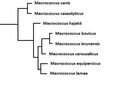 Macrococcus