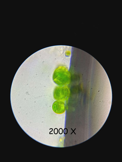 Synechococcus 2000X