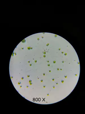 Synechococcus 800X