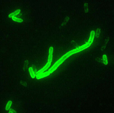 Yersinia pestis Bacteria