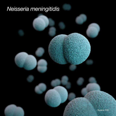 Artistic Recreation of Neisseria meningitidis