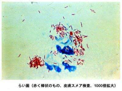 Photograph of Mycobacterium leprae