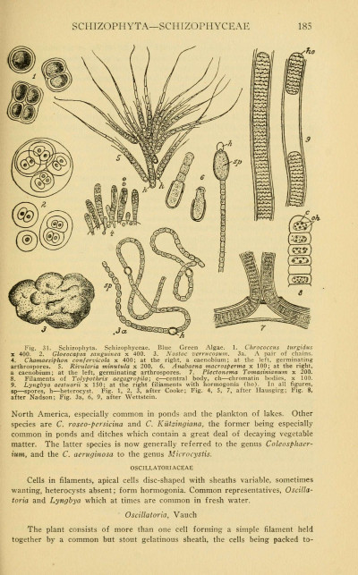 A Manual of Poisonous Plants