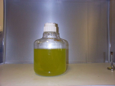 Prochlorococcus 10L Culture