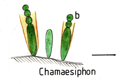 Diagnostic Drawing of Chamaesipho Cyanobacteria