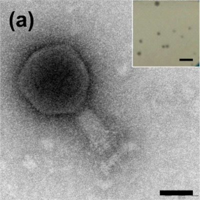 Phages of Ochrobactrum sp. POC9