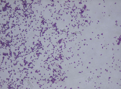 Staphylococcus saprophyticus