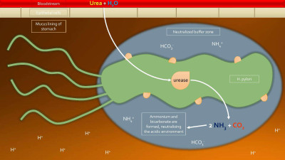 Helicobacter Pylori Urease Diagram