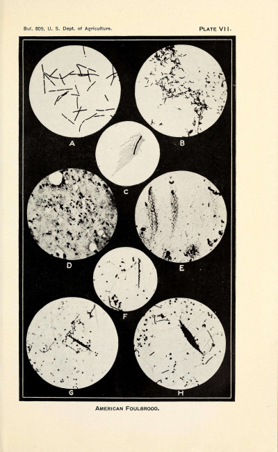 American foulbrood