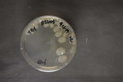 Paenibacillus larvae NRRL B-2605 (Type Strain)