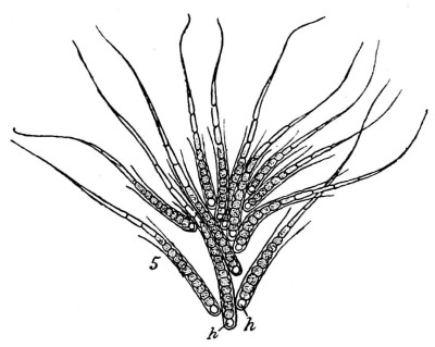 Illustration of Rivularia minutula