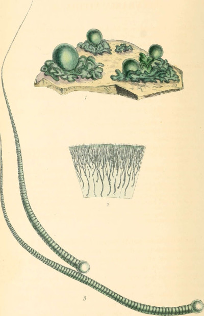 Rivularia nitida Illustration