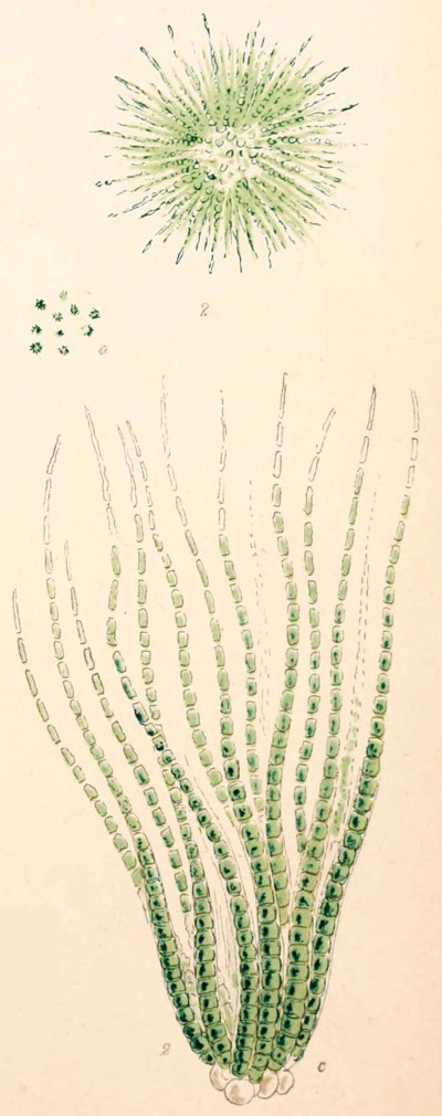 British Fresh-Water Algae, Exclusive of Desmidieae and Diatomaceae (1882-1884)