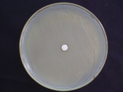 Muller Hinton Agar with MRSA