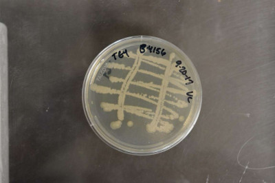 Paenibacillus thiaminolyticus NRRL B-4156 (Type Strain)