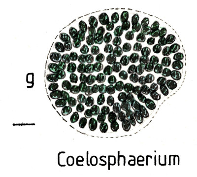 Coelosphaerium