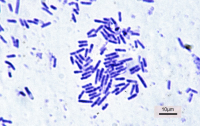 Bacillus subtilis 2