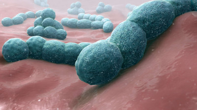 Streptococcus pneumoniae - A Causative bacteria of Meningitis