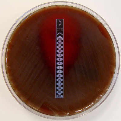 Streptococcus pneumoniae Tested with Cefotaxime