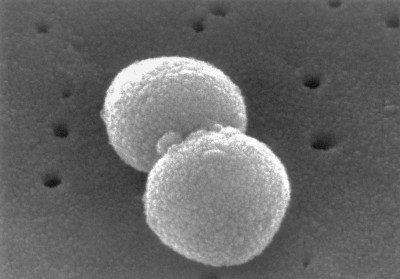 Streptococcus pneumoniae-263