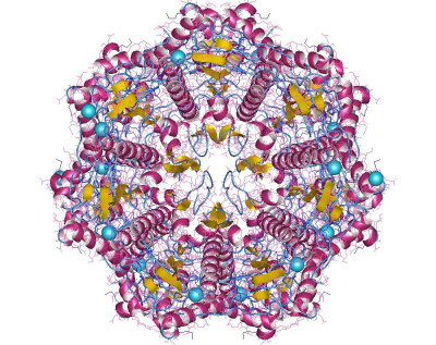 Structure of Streptococcus pneumoniae A153P ClpP