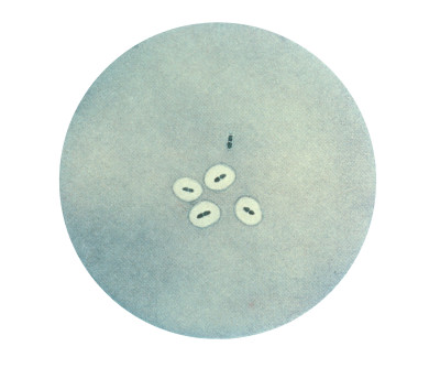 Pneumococcus