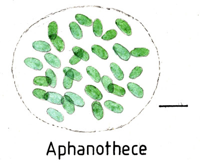 Diagnostic Drawing of Aphanothece