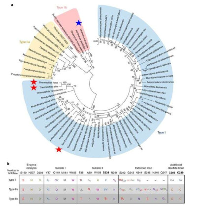 Classifications of PETase-like Enzymes