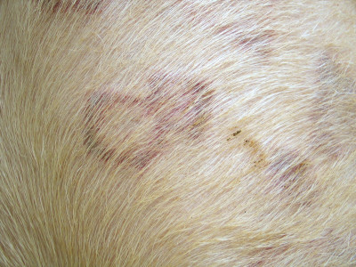 Acute Porcine Cutaneous Erythema