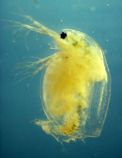 Daphnia magna Infected with the Bacterium Pasteuria ramosa