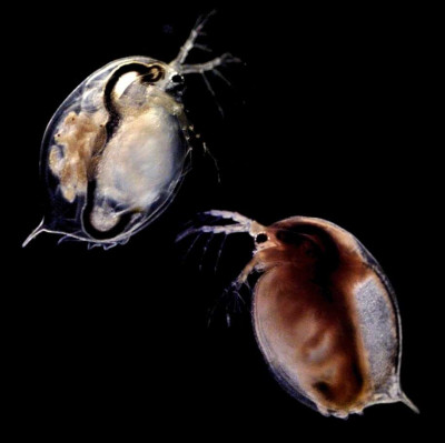 Daphnia magna Infected with Pasteuria ramosa