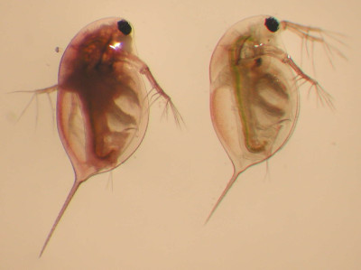 Daphnia Longispina Left with Pasteuria