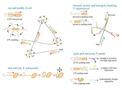 Swimming Strategies of Bacteria