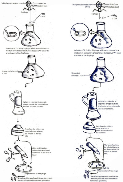 Hershey and Chase experiment using Escherichia coli and Bacteriophage