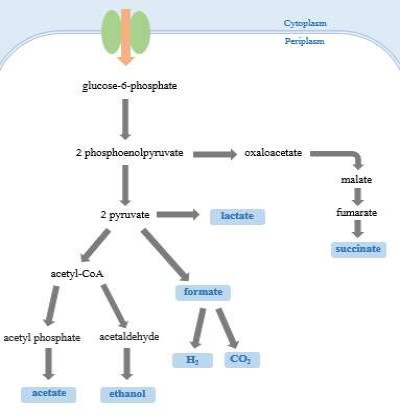 Mixed Acid Fermentation in E. coli