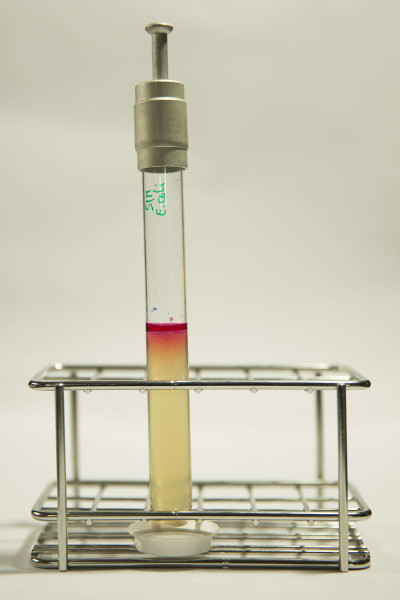 Escherichia coli in SIM Agar