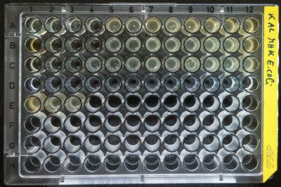 Assessing Minimum Inhibitory Concentration in Microtiter Plates