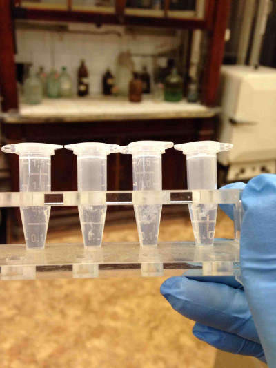 Plasmid DNA from Escherichia coli