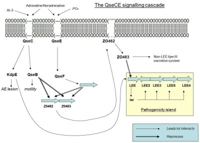 QseCE Signalling Cascade for EHEC