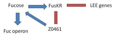 INACTIVATION OF LEE GENES