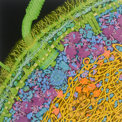 Escherichia-coli-bacterium(1)